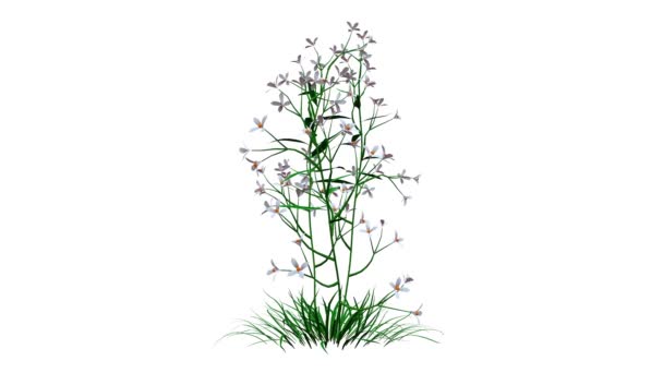 rendu 3d d'une plante réaliste en croissance isolée sur blanc 