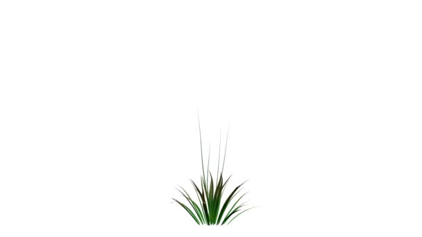 3d rendering of a growing realistic plant isolated on white — Stock Video