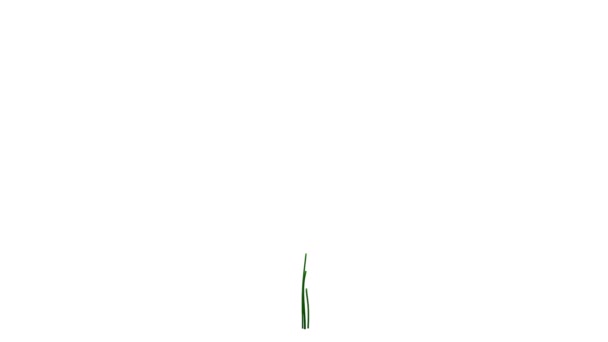 rendu 3d d'une plante réaliste en croissance isolée sur blanc 