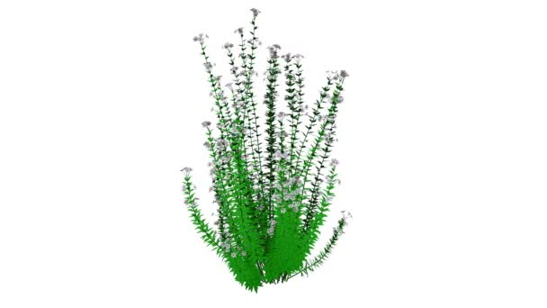 3D απόδοση ενός αυξανόμενου ρεαλιστικού φυτού που απομονώθηκε σε λευκό — Αρχείο Βίντεο