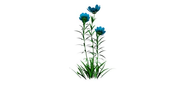 3d rendering of a growing realistic plant isolated on white — Stock Video