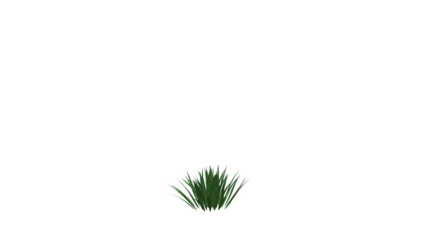 rendu 3d d'une plante réaliste en croissance isolée sur blanc 