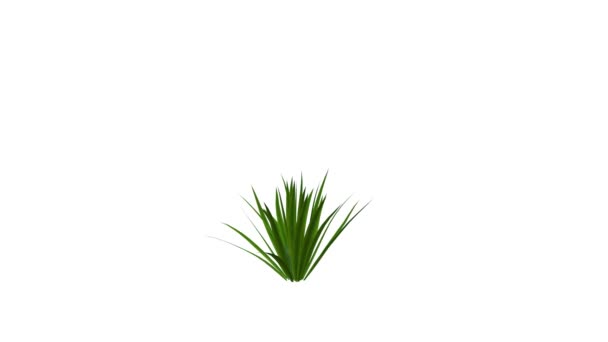rendu 3d d'une plante réaliste en croissance isolée sur blanc 