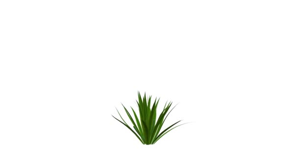 rendu 3d d'une plante réaliste en croissance isolée sur blanc 