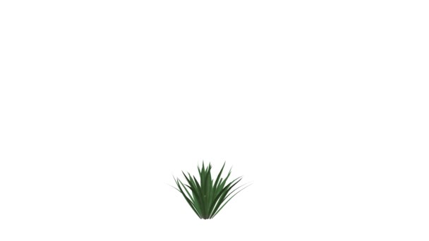 Representación 3d de una planta realista en crecimiento aislada en blanco — Vídeo de stock