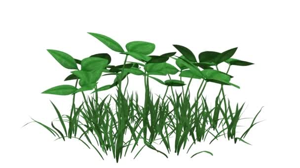 3d rendering of a growing realistic plant isolated on white background — Stock Video