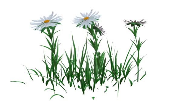 3D-Darstellung einer wachsenden realistischen Pflanze isoliert auf weißem Hintergrund — Stockvideo
