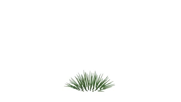 3d rendering of a growing realistic plant isolated on white background — Stock Video