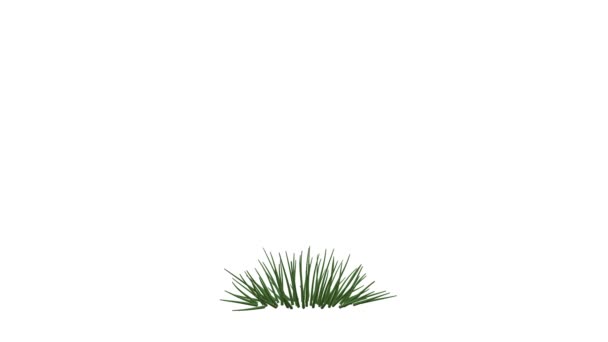 Representación 3d de una planta realista en crecimiento aislada sobre fondo blanco — Vídeo de stock