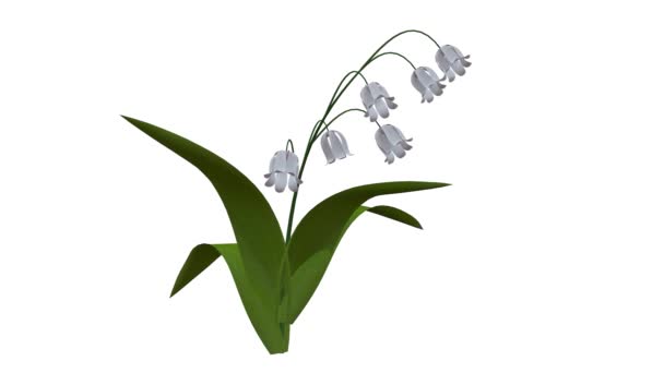 3D απόδοση ενός αυξανόμενου ρεαλιστικού φυτού απομονώθηκε σε λευκό φόντο — Αρχείο Βίντεο