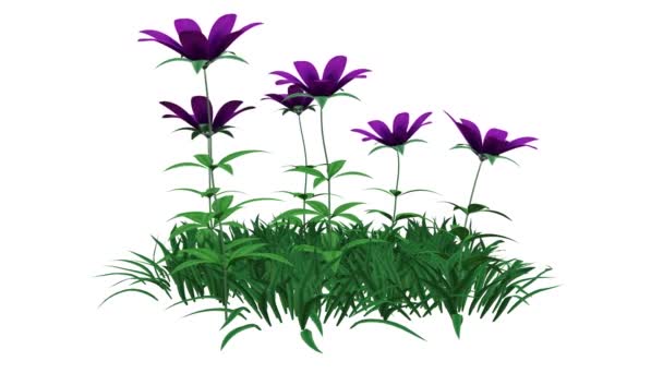 3d renderização de uma planta realista crescente isolado em fundo branco — Vídeo de Stock