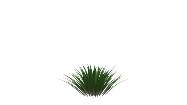 3d rendering of a growing realistic plant isolated on white background — Stock Video