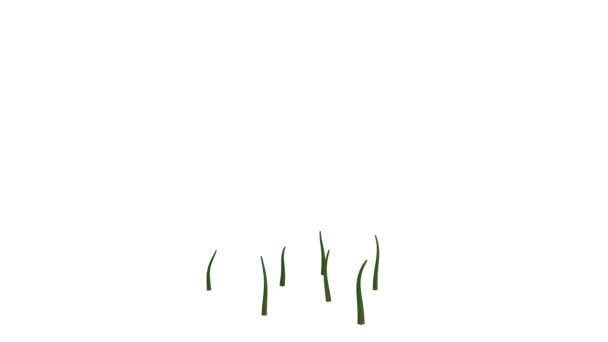 白い背景に隔離された成長する現実的な植物の3Dレンダリング — ストック動画