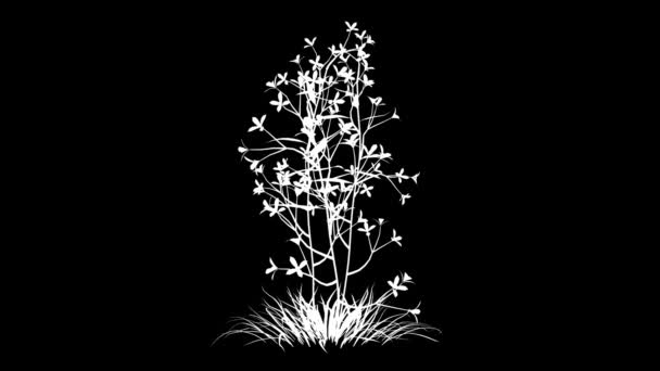 3D-Darstellung einer wachsenden realistischen Pflanze isoliert auf Weiß — Stockvideo