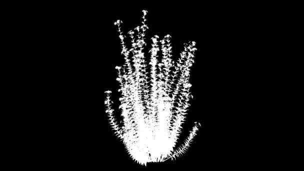 3d renderização de uma planta realista crescente isolado em branco — Vídeo de Stock
