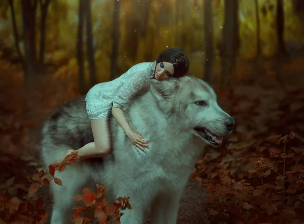 Kırılgan bir kız bir kurt Prenses Mononoke gibi sürme. Uyuyan güzel. Alaskan Malamute gibi vahşi bir kurttur. Arka plan sıcak sonbahar renkleri muhteşem bir ormanda bulunur.