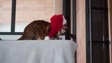 Bengal kedi sırıtan, hain Noel Baba'nın görüntüsünü gerçek bir gülümseme. Küçük leopar köpek, tehlikeli, yırtıcı bir canavar ortaya bir sırıtış gösterir. Sihirli şapka kedinin üzerine koyar