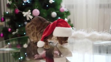 Bengal kedisi, biraz yaramaz bir Noel Baba şapkası, cam masa üzerinde yürür ve kameraya doğru görünüyor. Leopart gibi kahverengi, siyah noktalar ile. Arka plan ışık iç ve Noel ağacı.