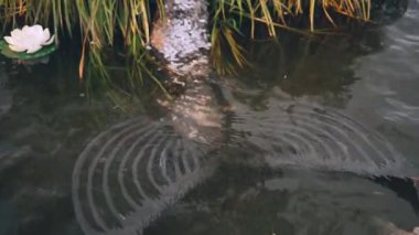Sarı saçlı ve uzun gümüş bir kuyruklu şirin, güzel deniz kızı grass banka nehre yakın oturur ve büyük bir kabuk koyar onun kulağına bir melodi gibi ses yapmak ve okyanusun şarkı