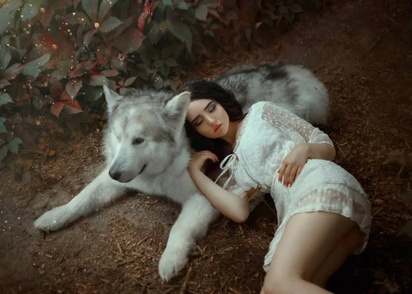 Una niña pequeña con el pelo oscuro y suaves rasgos de la cara linda está acostado en lobo de bosque blanco grisáceo, muñeca en vestido de luz blanca corta descansando sobre un perro grande, una foto linda y atractiva de sueño de cuento de hadas — Foto de Stock