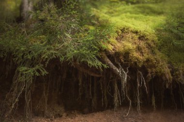 mükemmel makro fotoğraf, yeşil parlak renkler, ıslak genç moss ve germe kum, gölge ve güneş ışığı, Georgia, benzersiz flora ve fauna, kokulu otlar harika doğa aşağı ince güçlü kökleri