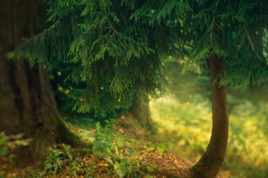 küçük bir muhteşem kozalaklı, yakın mesafeden, parlak yeşil doğa Gürcistan, ıslak toprak fotoğrafını moss ve şifa aromatik otlar ile kaplıdır, güneş ışığı şubeleri geçer ve yaprakları