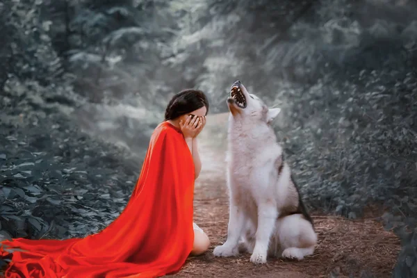 Story of a red cap with a scarlet long flying fluttering cloak, a dark-haired girl covers her face with her hands and cries, a forest wolf lets out a howl, shows her teeth with sharp teeth — 图库照片