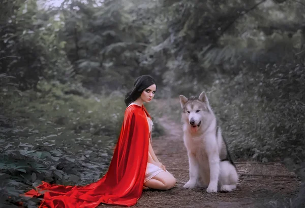 Fairy tale about red cap, dark-haired girl on ground in thick forest in short white light dress, long scarlet cloak, looks strictly at camera, Alaskan Malamute like wild wolf stuck out his tongue — Stock Photo, Image