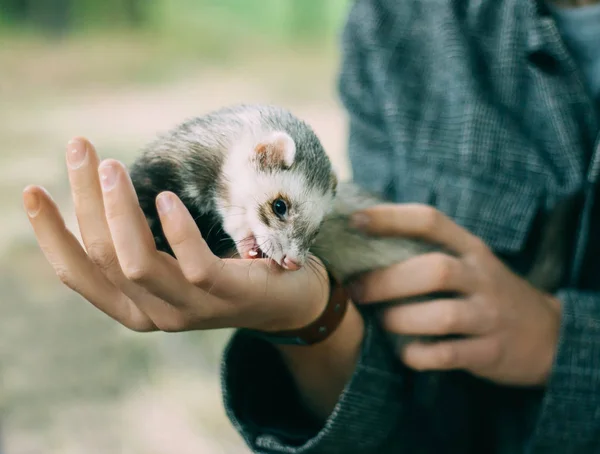 Cute and defenseless ferret tries to escape from the hands of a person, a wild animal shows aggression and anger, social advertising in a shelter for pets, advice on the health of exotic animals — Stock Photo, Image