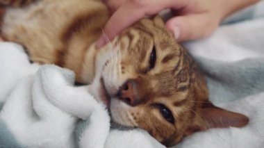 Bengal cat muzzle close up, cute cute pet with red striped fur, animal closes dark black big eyes from pleasure, gets caress from mistress, girl strokes kitten on soft white blanket, fluffy feline