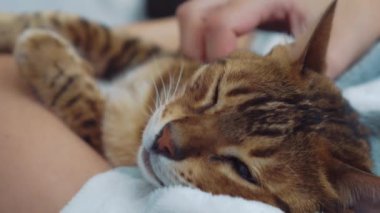 hostes elinde başarılı bir operasyon sonrası uykulu yorgun kedi yavrusu, evcil hayvan tedavisi, kız vuruş Bengal kedi kırmızı kürk çizgili. neredeyse kapalı gözleri ile sevecen hayvan şefkatle uykuya dalıyor