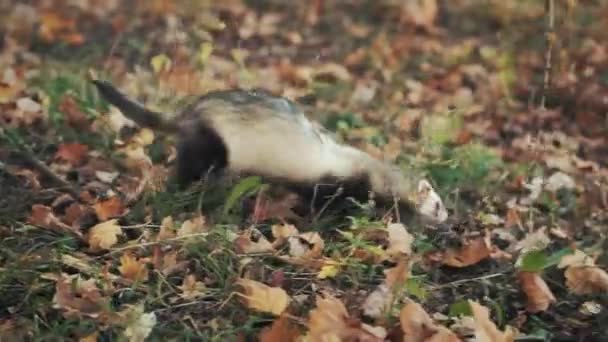 黒い足のフェレット。森の中の面白いビデオ野生の長いふわふわの動物。背景木の緑の草の黄色の葉が落ちた。灰色の毛皮だ。秋に走る大人のローンサウスダコタ州の自然界で危険な種 — ストック動画
