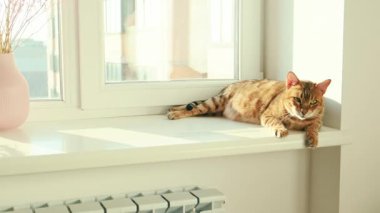 Yakından çekilmiş bir portre mutlu Bengal kedisi yalan söylüyor, uyuyor, pencerede kestiriyor. Hayvan sıcak güneş ışığı bataryasının tadını çıkarıyor. Ağızlık kış mevsiminde pencere kenarında dinlenmenin keyfini çıkarır. Beyaz oda