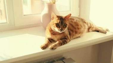 Yakından çekilmiş bir portre mutlu Bengal kedisi yalan söylüyor, uyuyor, pencerede kestiriyor. Hayvan sıcak güneş ışığı bataryasının tadını çıkarıyor. Ağızlık kış mevsiminde pencere kenarında dinlenmenin keyfini çıkarır. Beyaz oda.