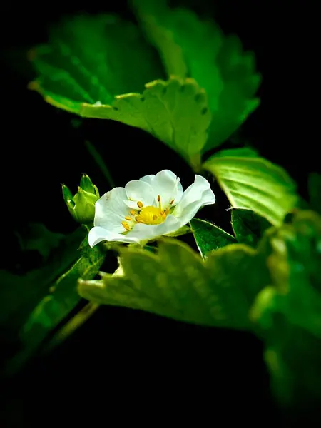 Primer Plano Una Planta Flores Fresa Blanca Jardín Fondo Jardinería — Foto de Stock