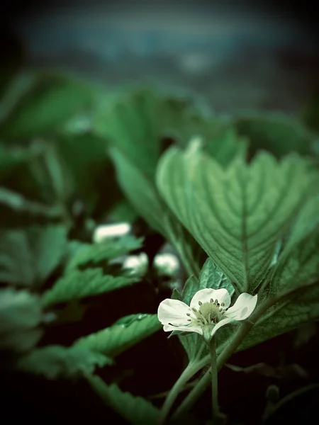 Primer Plano Una Planta Flores Fresa Blanca Jardín Fondo Jardinería — Foto de Stock