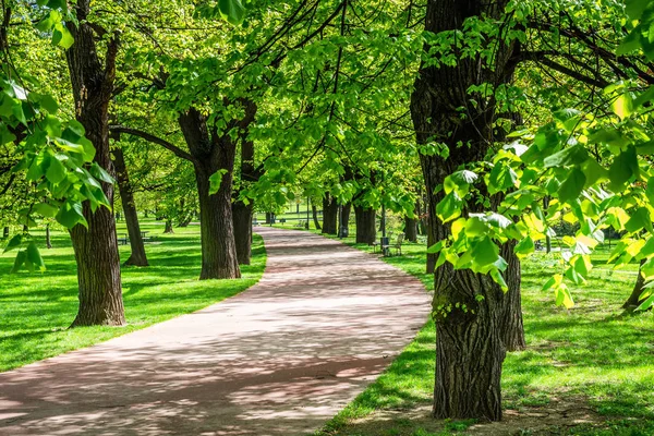 Grüner Park Mit Rasen Und Bäumen Einer Stadt — Stockfoto