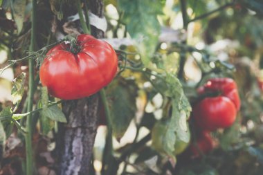 Organik domates bir sera. Bahçe taze kırmızı olgun domates asma üzerinde. Bahçe yakın çekim içinde büyüyen lezzetli taze domates. Sığ derinlik-in tarla. Seçici odak.