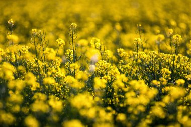 Kolza tohumu tarlası, çiçek açan kanola çiçekleri kapanıyor. Yazın sahada tecavüz. Parlak sarı kolza yağı. Çiçekli kolza tohumu