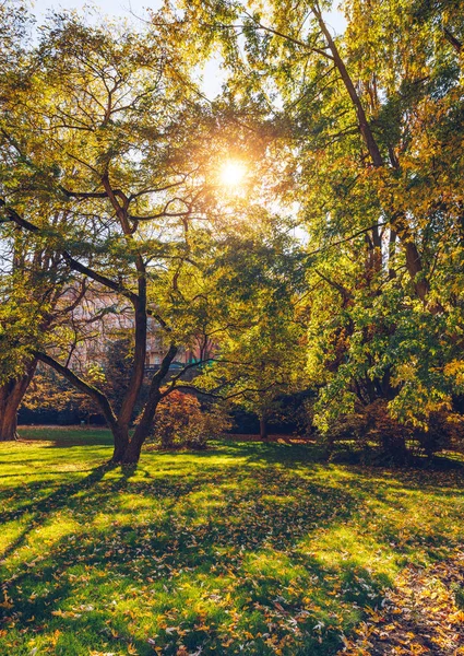 Árbol Paisaje Otoñal Con Hojas Doradas Otoño Rayos Sol Hermoso —  Fotos de Stock