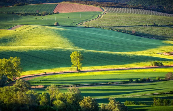 Campos Verdes Sem Fim Rolling Hills Tractor Tracks Spring Landscape — Fotografia de Stock