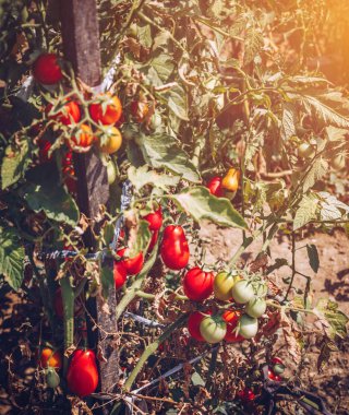 Kırmızı ve yeşil domates twigs yaz büyümek. Olgun doğal domates üzerinde bir sera bir şube büyüyor. Olgun Bahçe Organik domates çekilmeye hazır.