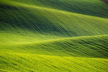 Tepeler yeşil buğday alanları. Dalgalar hills, tepeler haddeleme ile harika peri minimalist manzara. Soyut doğa arka plan. South Moravia, Çek Cumhuriyeti