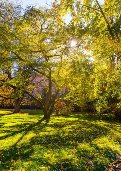 Φθινοπωρινό Τοπίο Δέντρο Χρυσά Φύλλα Φθινόπωρο Και Sunrays Όμορφο Τοπίο — Φωτογραφία Αρχείου