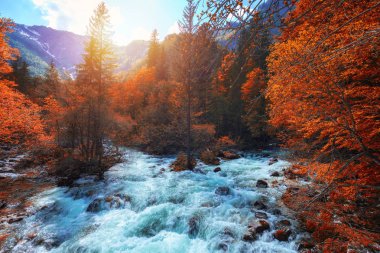 Güzel renkli sonbahar manzara orman tonda renklerde bir akış ile. Nehre sonbahar orman ve yeşillik ile parlayan güneş. Sonbahar doğa manzara. Bohinj, Slovenya