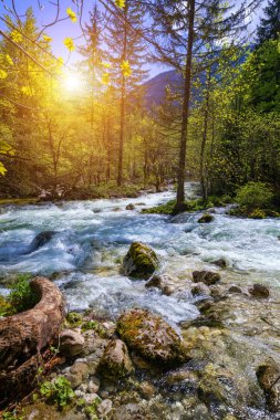 Güzel renkli yaz yatay bir akışı ve orman. Nehre yaz orman ve yeşillik ile parlayan güneş. Yaz doğa manzara. Bohinj, Slovenya