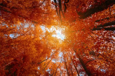 Mavi gökyüzü ve güneş rağmen ağaçlar parlıyor ile sonbahar ormandaki renkli sonbahar ağaç tepelerinin. Gökyüzü ve gün ışığı ile sonbahar ağaç dalları aşağıdan. Kırmızı sonbahar ağaçlar altında üzerinden. Sonbahar yaprakları