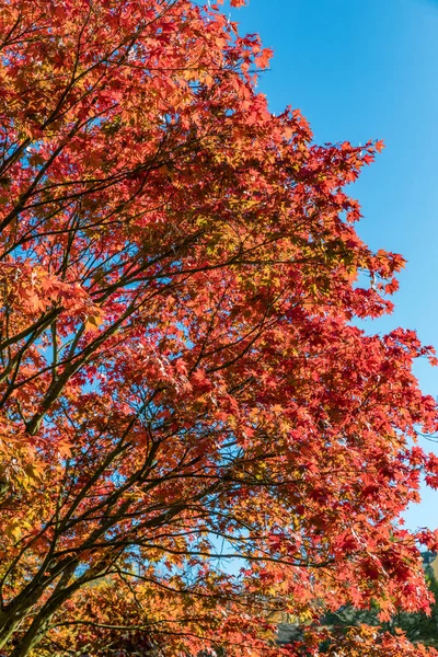 Autumn landscape tree with golden leaves in autumn and sunrays. Beautiful landscape with magic autumn trees and fallen leaves