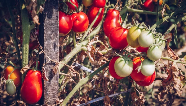 Les Tomates Rouges Vertes Poussent Sur Les Rameaux Été Tomates — Photo