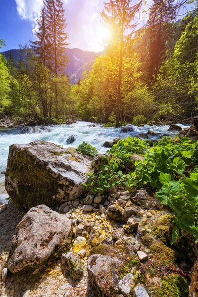 Cold Mountain Stream Coming Savica Waterfall River Sava Lake Bohinj — Stock Photo, Image